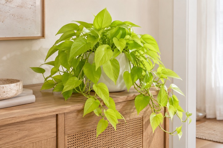 Epipremnum Neon